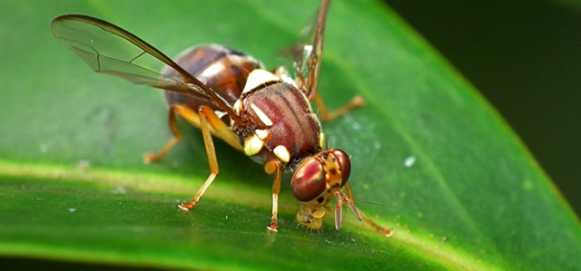 Fight against fruit fly threat strengthened with renewal of successful biosecurity partnership.